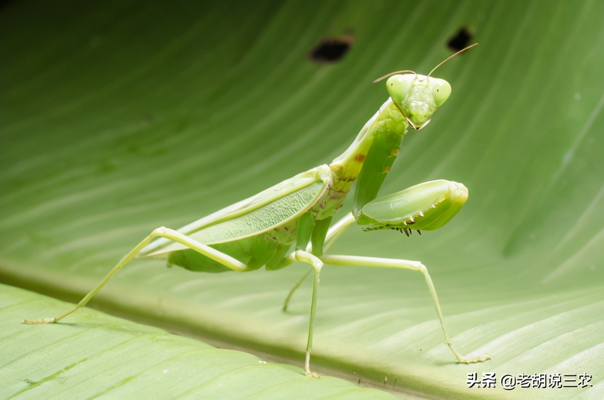 俗称“祷告虫”，用“大刀”捕捉害虫，它产的卵200元一斤