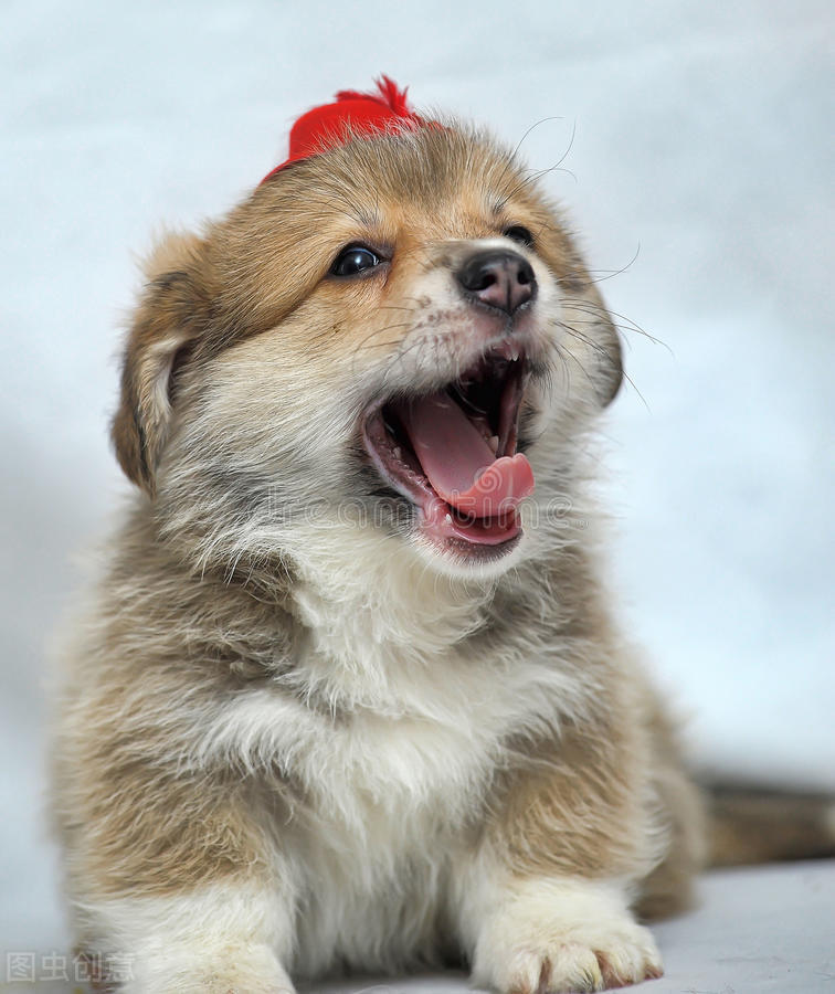 刚带回家的狗狗一直叫不停,刚买回来的狗狗老是哼哼唧唧的