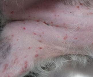 小狗球菌感染是什么原因引起的,小狗患真菌感染