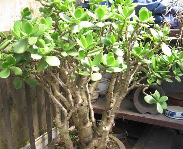 室内养十种花旺财,家里养这2种花净化空气带来好运