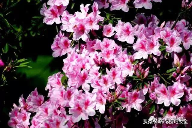 刚栽的杜鹃花蔫了怎么办,杜鹃花死了一半怎么回事