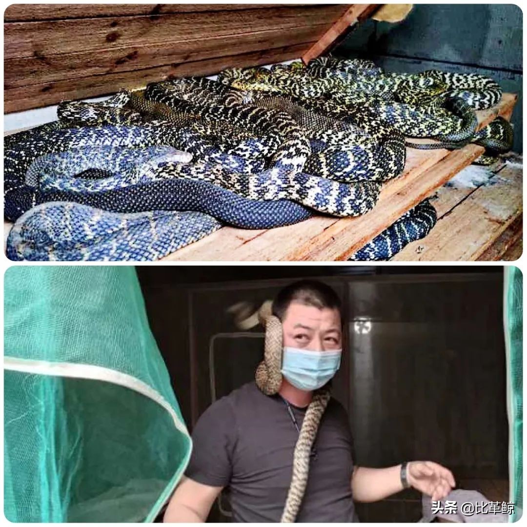 湖南姜辣口味蛇,湖南吃口味蛇吗