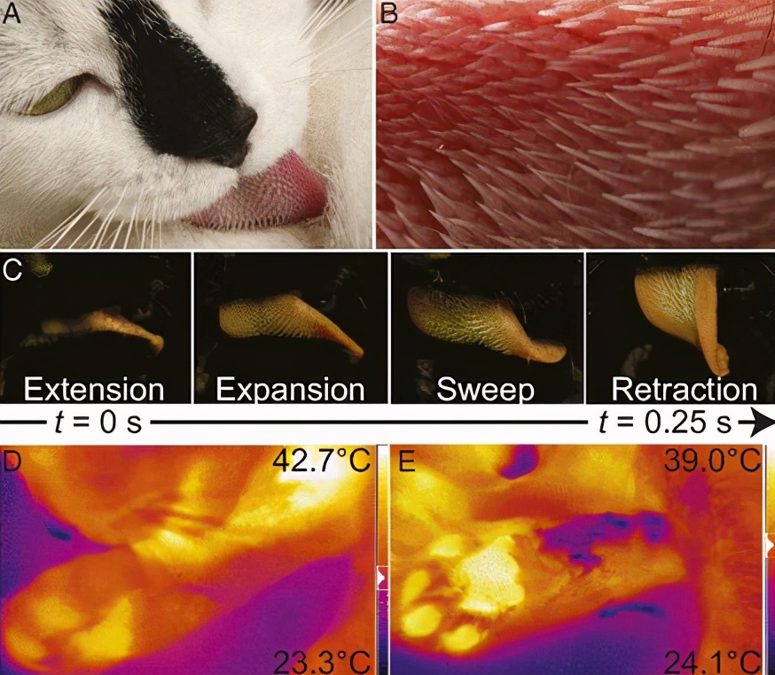 猫雄性为什么非要长倒刺，来刮伤雌性？人类和它们有什么区别？