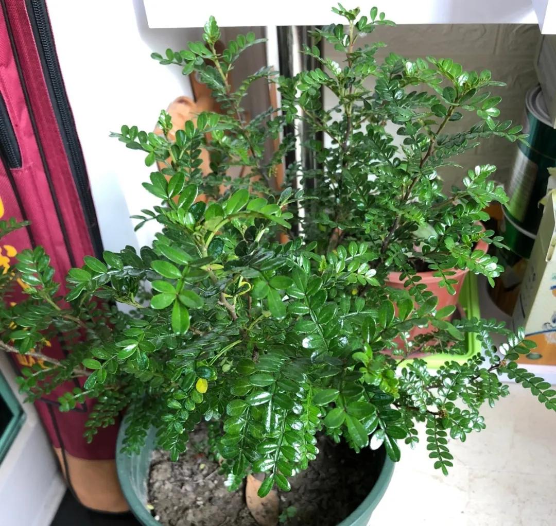 教你如何避开假货买到真品,一张图告诉你怎样分辨假货