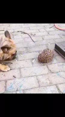 搞笑gif趣图这只狗狗是不是开挂了,搞笑gif趣图乌龟泼猴你别推我