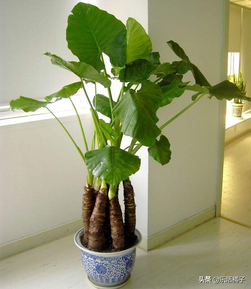 室内绿色氧吧滴水观音,滴水观音的叶子能除甲醛吗