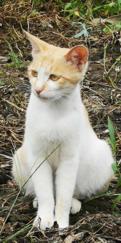 关于流浪动物救助的采访问题,流浪动物救助文章1000字