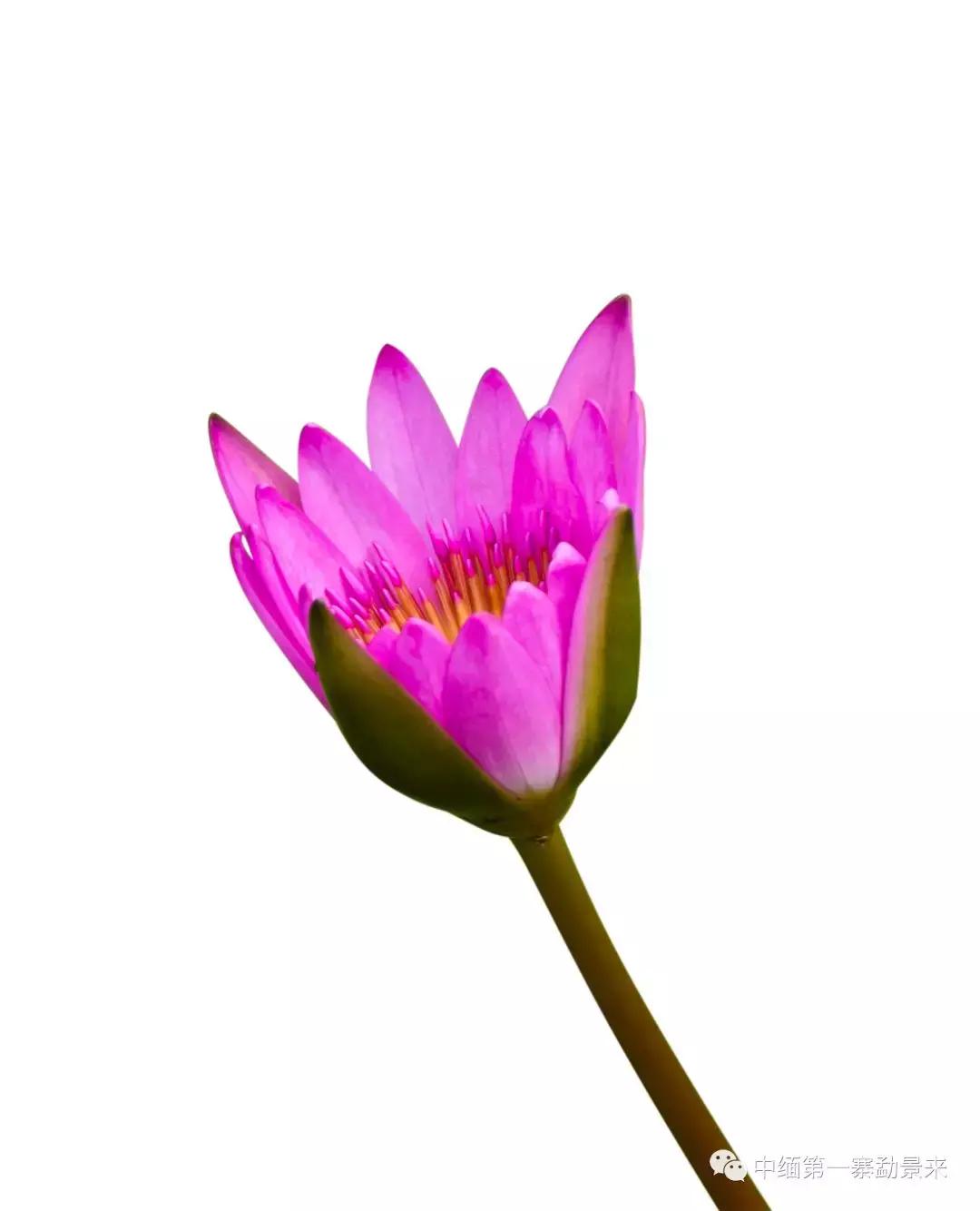 泰国顶级睡莲博士Dr.Nopchai版纳行,被勐景来圈粉