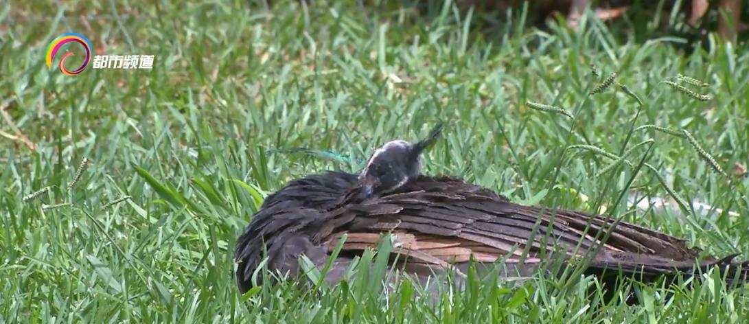 小孔雀孵出来一直叫,小孔雀慢慢长大了