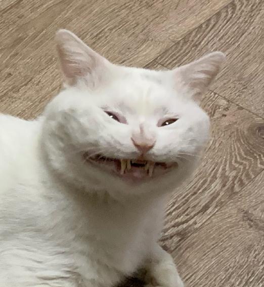 猫能治愈抑郁症,猫真的治愈孤独吗完整版