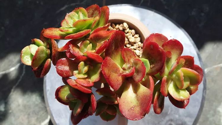 爱机车,爱多肉,宝妈花姐的诗和远方