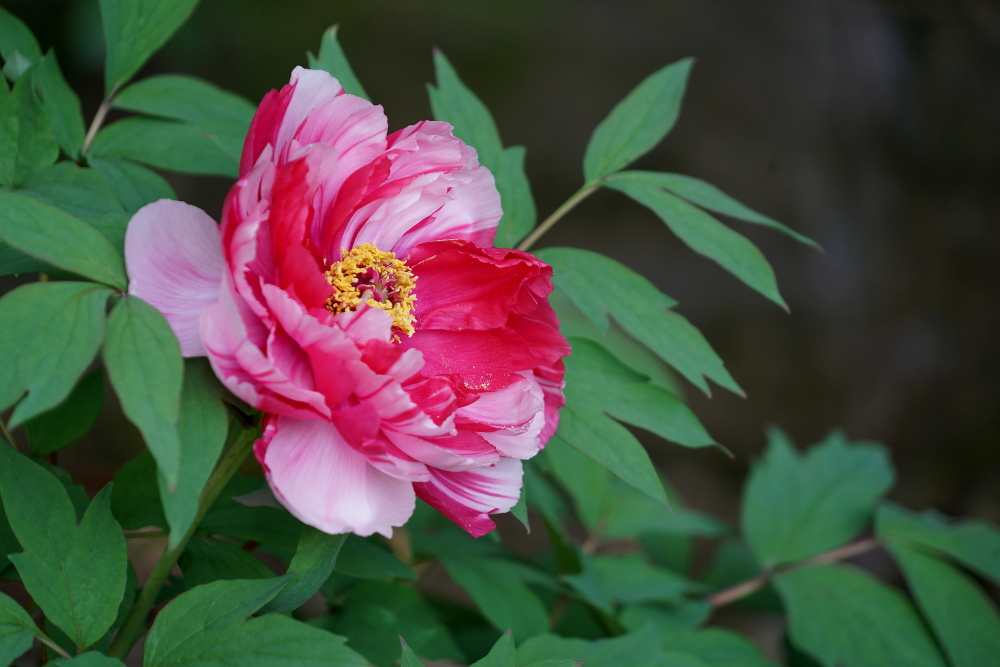 c调口琴太湖美,口琴c调太湖美