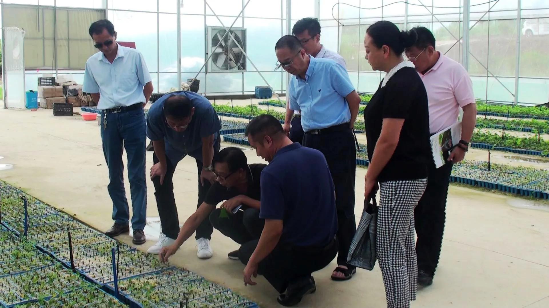 安徽省霍邱县彭塔乡构树基地,宜胜资产管理上海有限公司