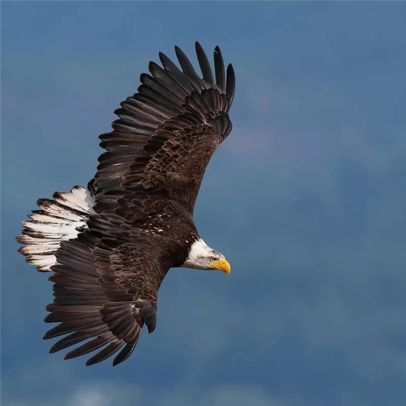 鹰姿风采,英姿飒爽