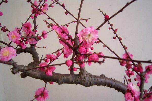 轻土桃花盆栽,桃花盆栽水培