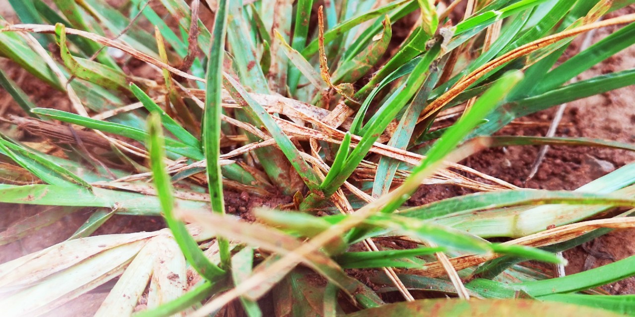 草的生命力极强说说,草的生命作文400字