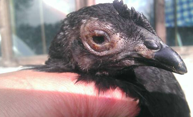 养殖鸡流泪什么病啊,鸡有哪些病及防治