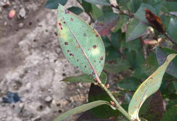 蓝莓容易得的病害有哪些,蓝莓盛果期怎样防治病害