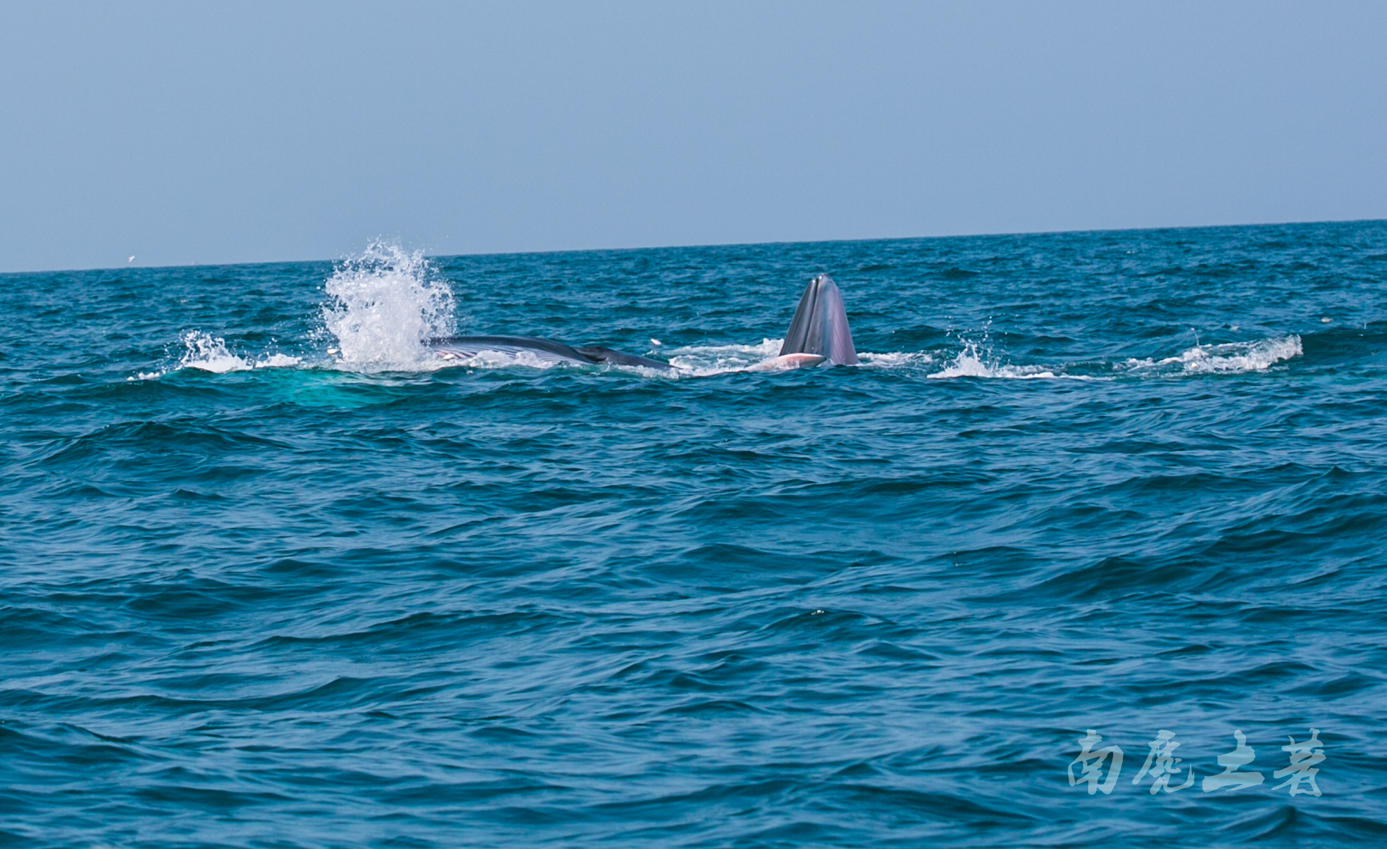 鎶栭煶缃戠孩椴搁奔,椴搁奔缃戠孩