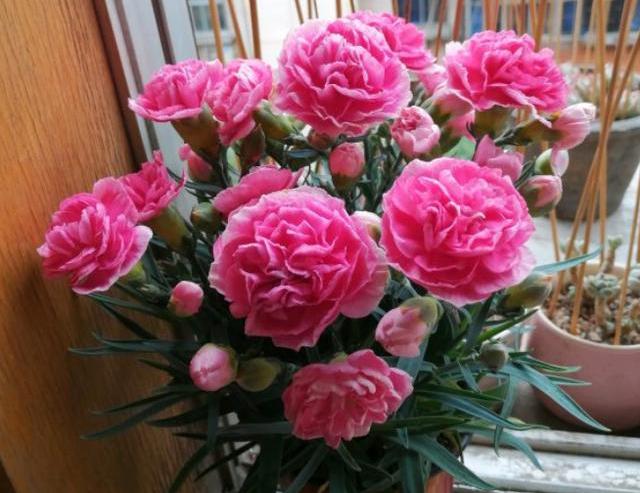 康乃馨怎么养才能快速开花,康乃馨开完花第二年还会开花吗