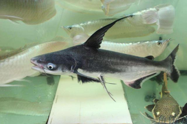 如何养好观赏鱼的正确方法,观赏鱼养殖中有什么现象