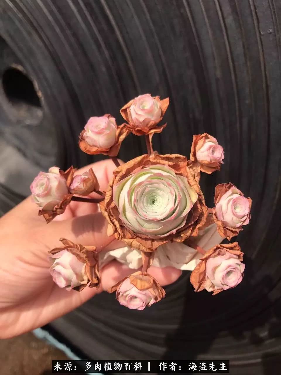 介绍多肉生长特点,多肉植物科普讲解图片视频