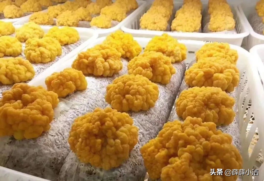 滋补品的情感营销案例,滋补品行业怎么引流