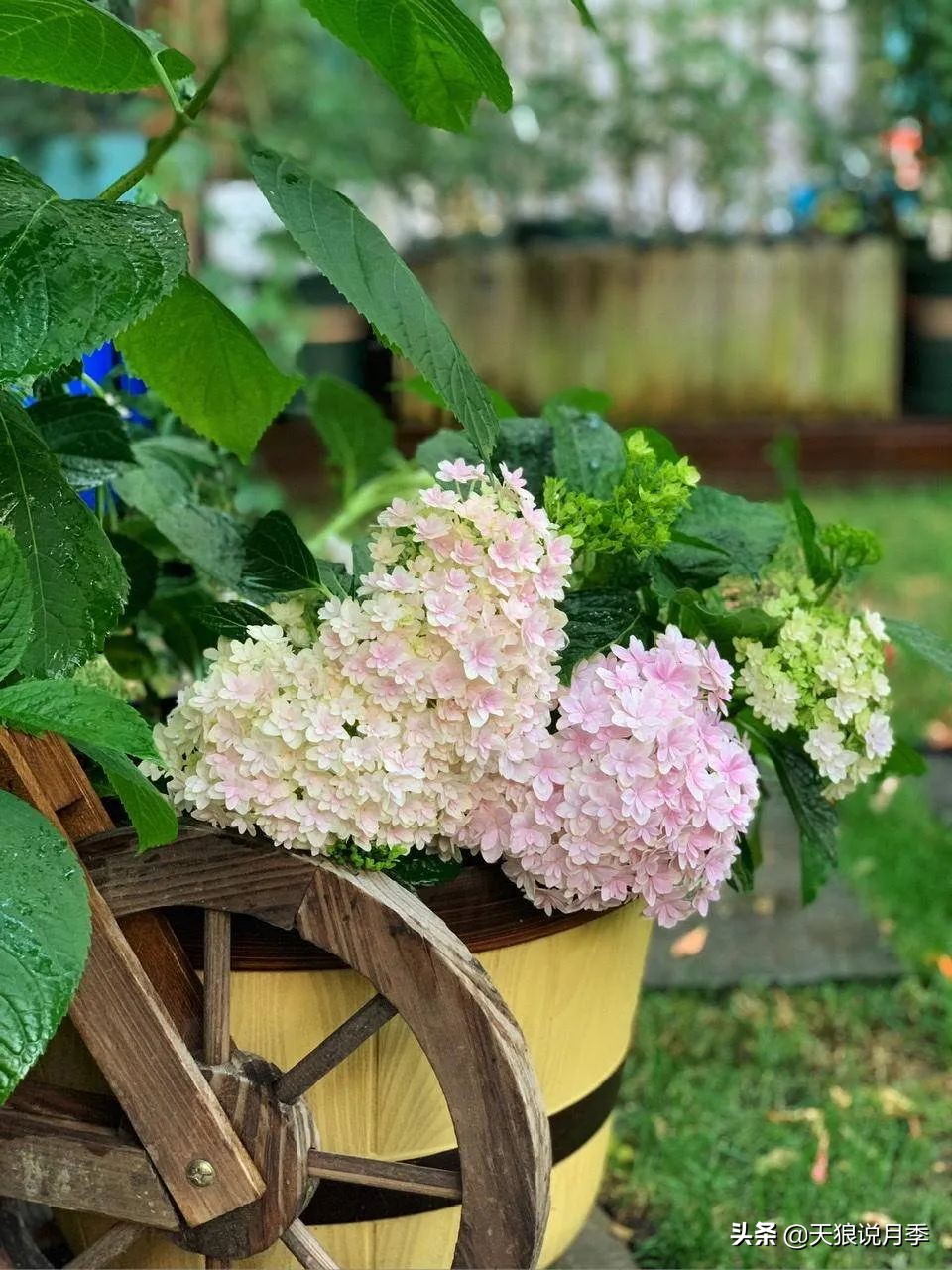圆滚滚的绣球，瀑布般的花墙，这届花友也太会种花了吧
