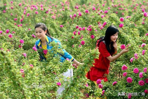 山东标志性美食图片,山东特色优质农产品目录