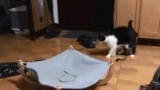 昨晚，我家猫叼来了一件蕾丝内衣…