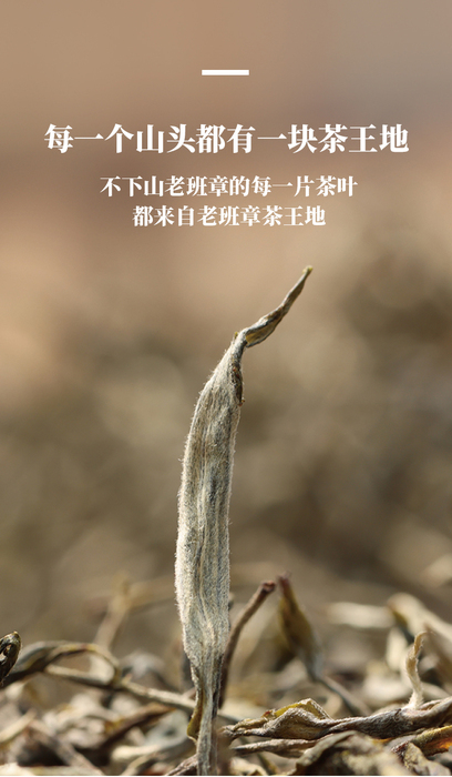 十大顶级普洱茶老班章品牌,老班章普洱熟茶哪家的好