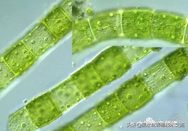 水产藻类大全图片,水产藻类知识大全