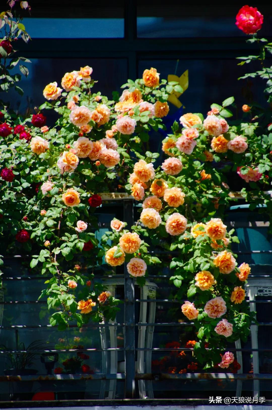 花友家的春花都开爆爆爆了，快来云赏花！（上）