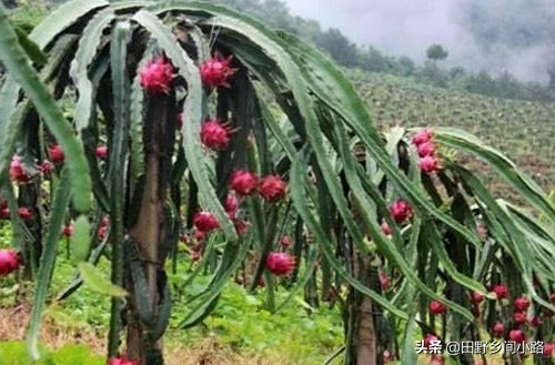 房顶红心火龙果种植,红心火龙果种植需要授粉吗
