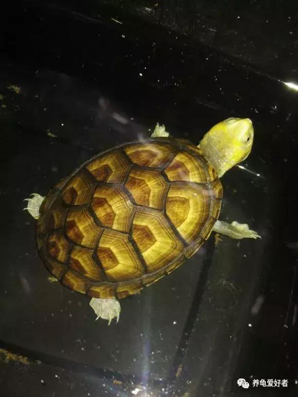 龟类怎么预防水霉病,龟得水霉怎么治疗