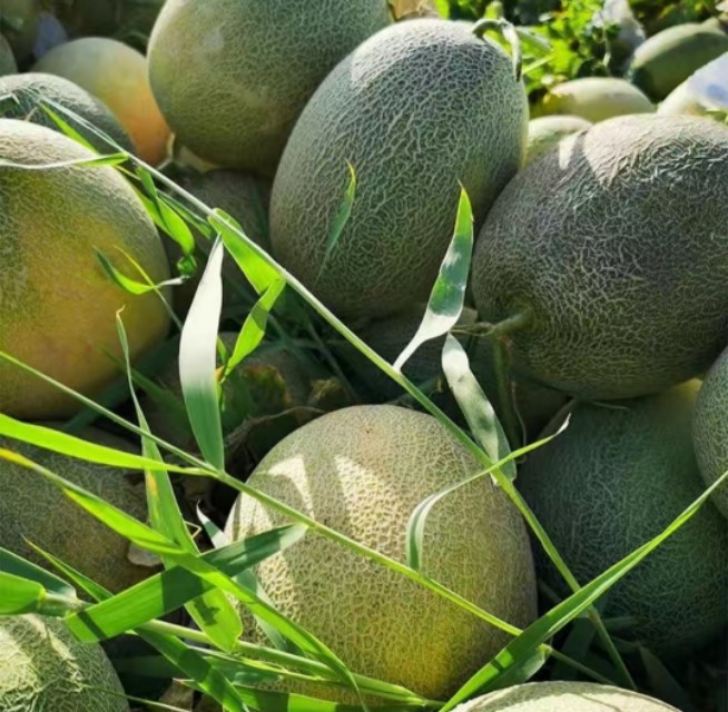 新疆吐鲁番火焰山脚下的哈密瓜,新疆葡萄沟吐鲁番的火焰山