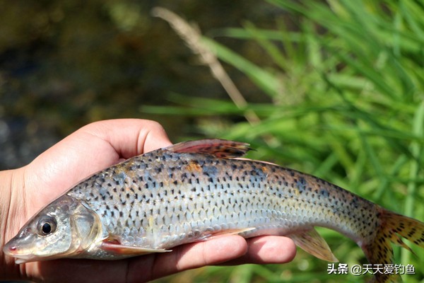夏季钓花骨鱼钓法技巧,花骨鱼的垂钓技巧