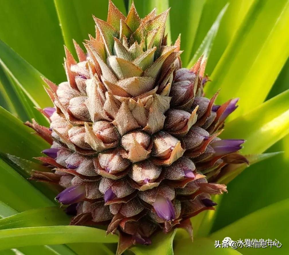 日本农业发达到什么程度?荔枝、香蕉、菠萝竟然用温室来种