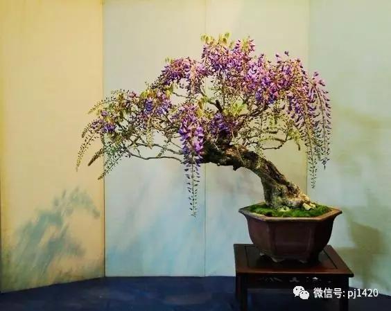 紫藤之美,紫藤迷人的气质