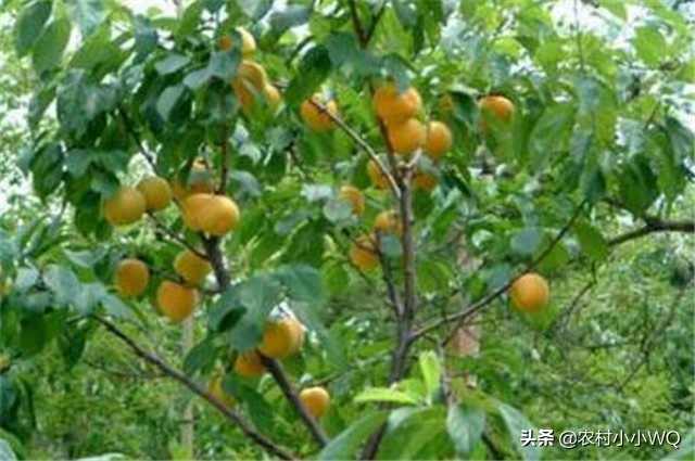 栽培仁用杏前景如何,山杏种植技术大全