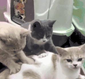 洛可可设计公司使命愿景价值观,洛可可创新设计