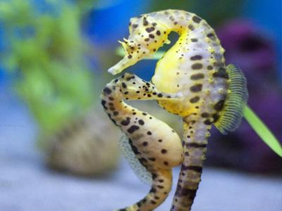 所有动物是怎么游泳的,小动物们是怎么游泳的