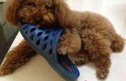 常对泰迪犬做这6件事益处多多,泰迪犬最怕的五种惩罚是什么