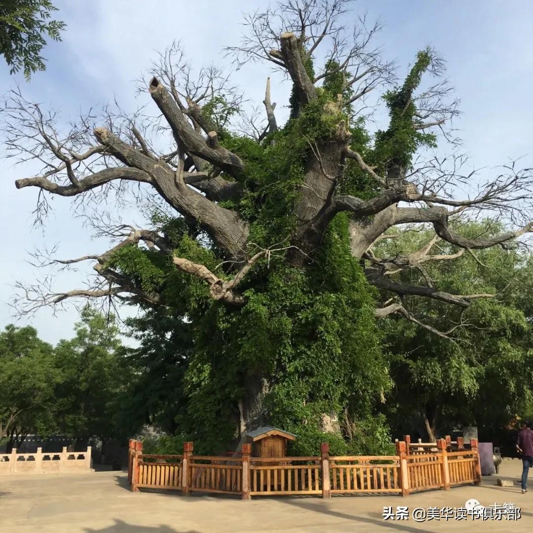 山西洪洞大槐树移民故事真实吗,山西洪洞大槐树历史事件视频