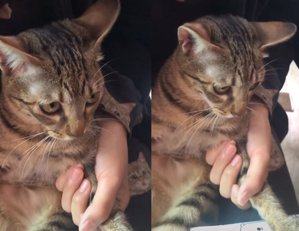 招惹蜜蜂的小猫咪，小爪子肿了3倍大，一脸委屈：下次不敢了