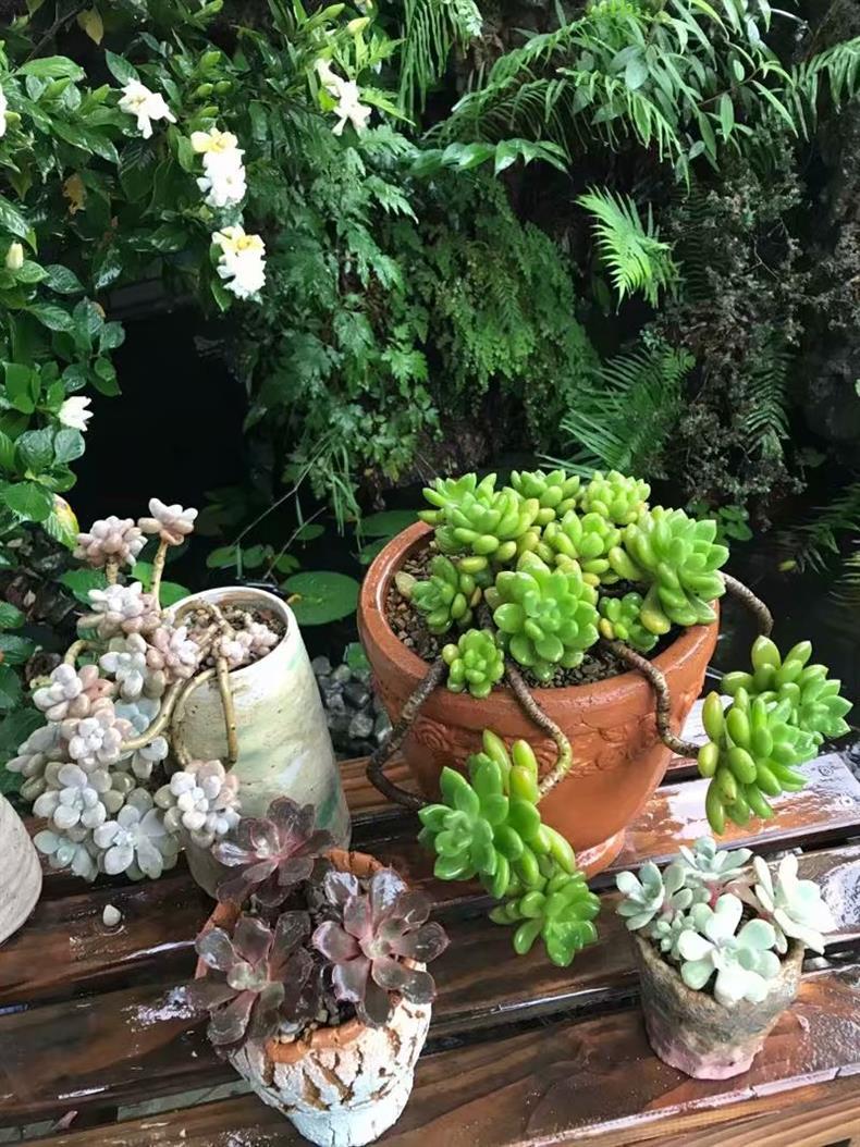 多肉老桩移栽后如何护理,多肉老桩的叶插