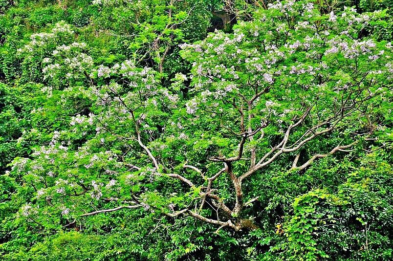 苦楝花盛开香气怡人,苦楝花的香气怎样形容