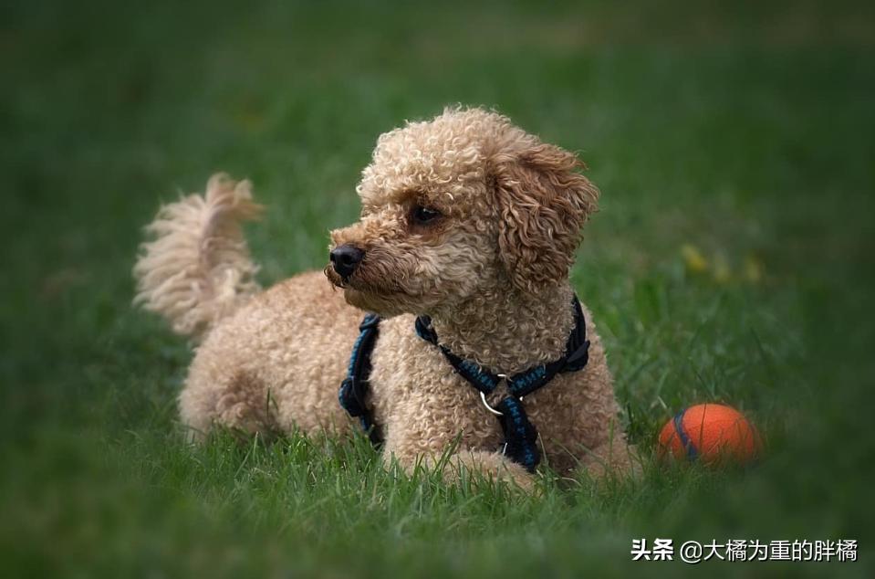 这五种狗别让孩子靠近,十大不宜养的小型犬