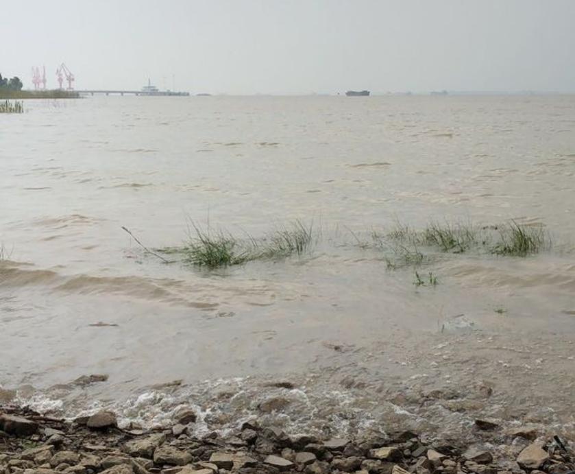 生吞巴西龟罗非鱼，大嘴鲈鱼或成生态救星，网友：大量引进