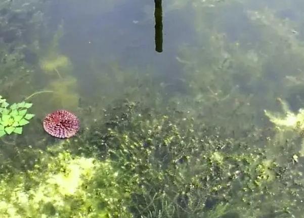 养虾水草的正确方法,虾池怎样控制水草生长速度